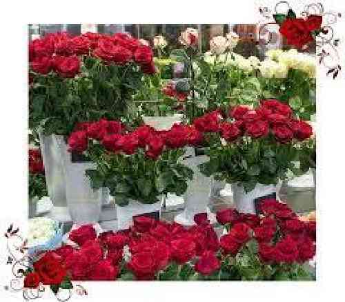 دانلود آهنگ شبانگاهی ز من رنجیده رفتی پریشان اشک غم نگاره خالوا